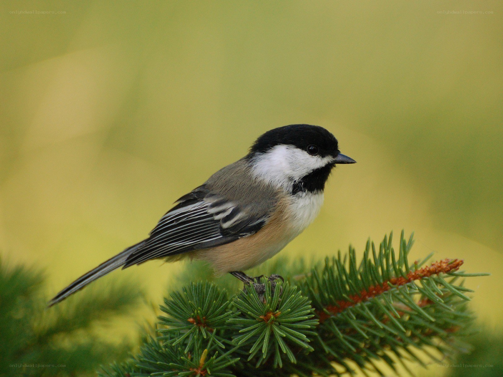 Chickadee on a pine branch