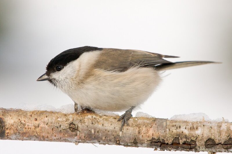 Chickadee on a snowy branch