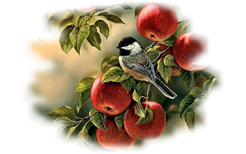 Chickadee on Apple Branch — Red, Calm