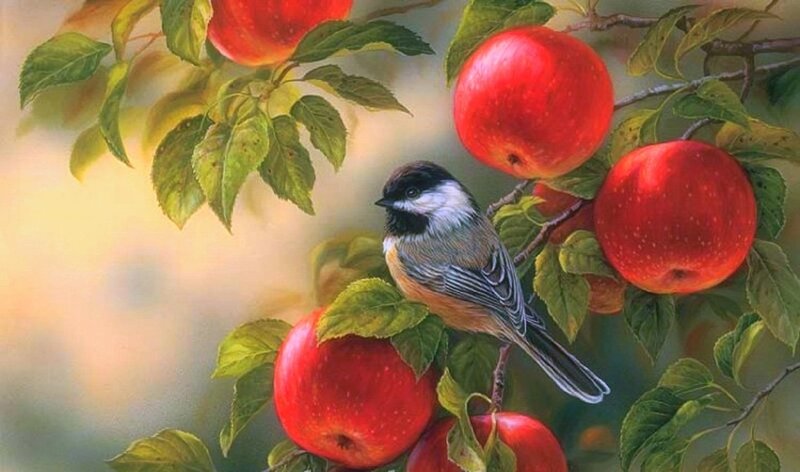 Chickadee on Apple Branch — Red, Serene, Afternoon