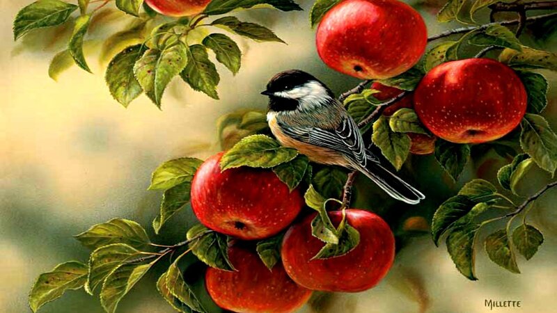 Chickadee on Apple Branch — Red, Serene, Autumn