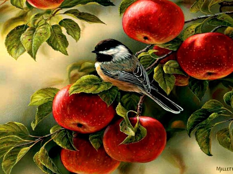 Chickadee on Apple Branch — Red, Serene, Summer