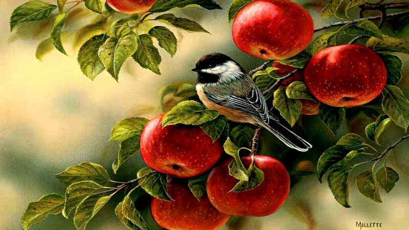 Chickadee on Apple Branch — Red