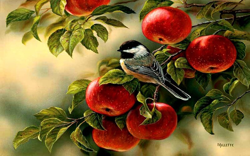 Chickadee on apple branch