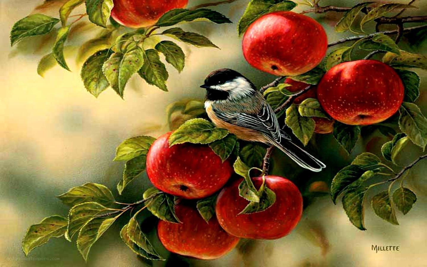 Chickadee on apple branch