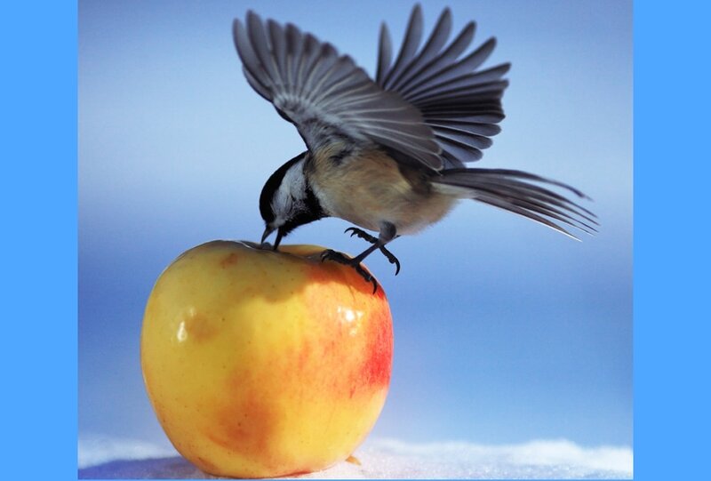 Chickadee on Apple