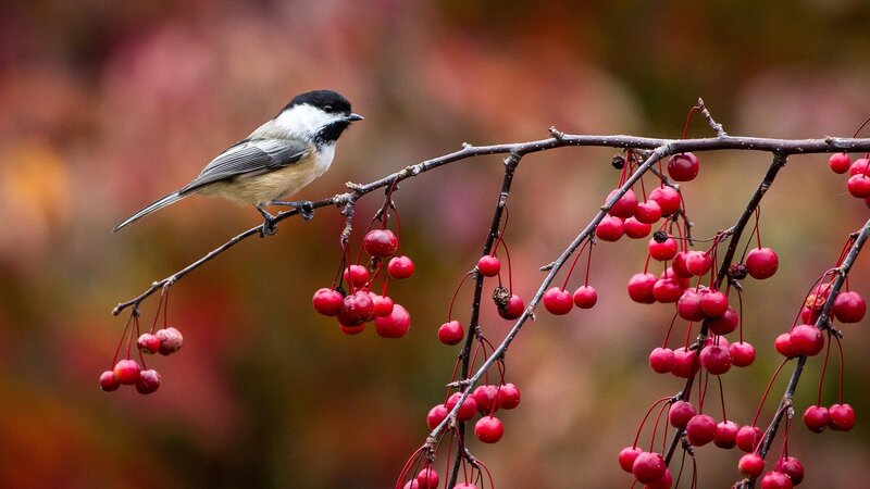 Chickadee on berry branch