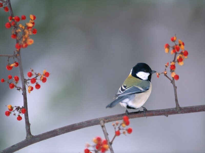 Chickadee on Berry Branch — Black