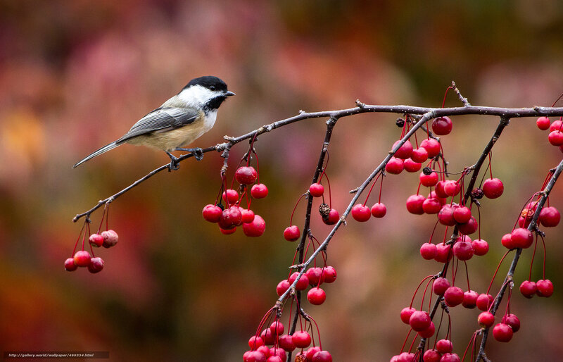 Chickadee on Berry Branch — Red, Serene, Autumn
