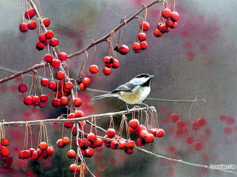 Chickadee on Berry Branch — Red, Serene