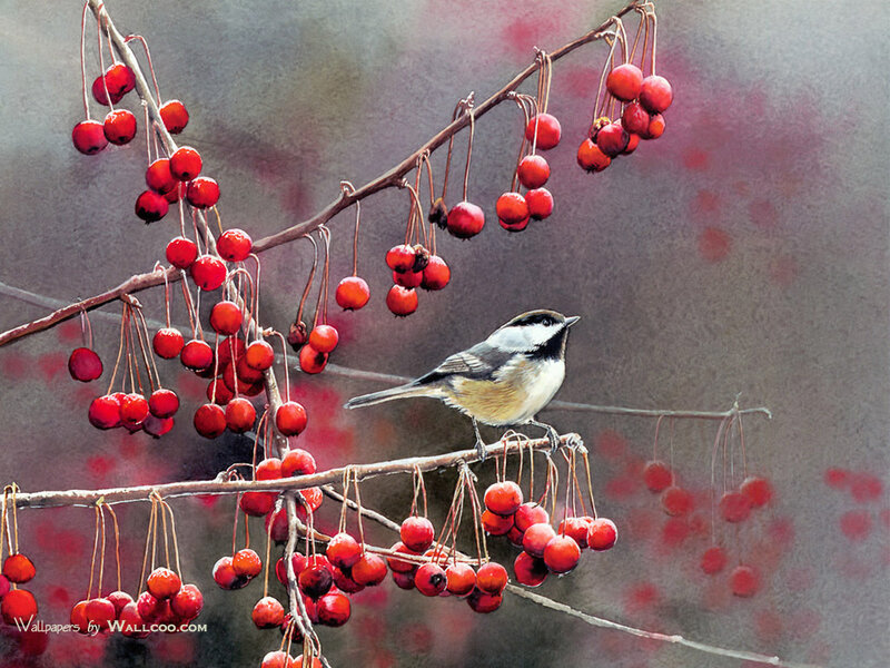 Chickadee on Berry Branch — Red