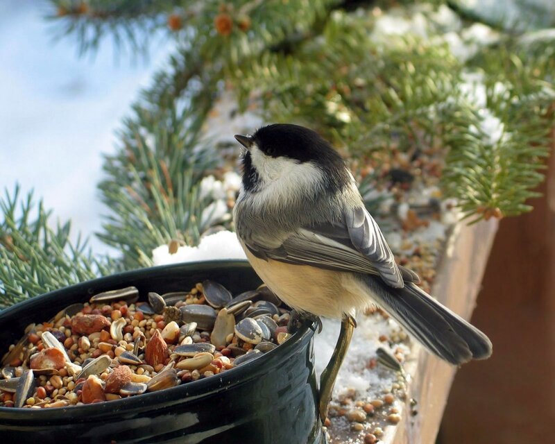 Chickadee on Bird Feeder — Green, Calm