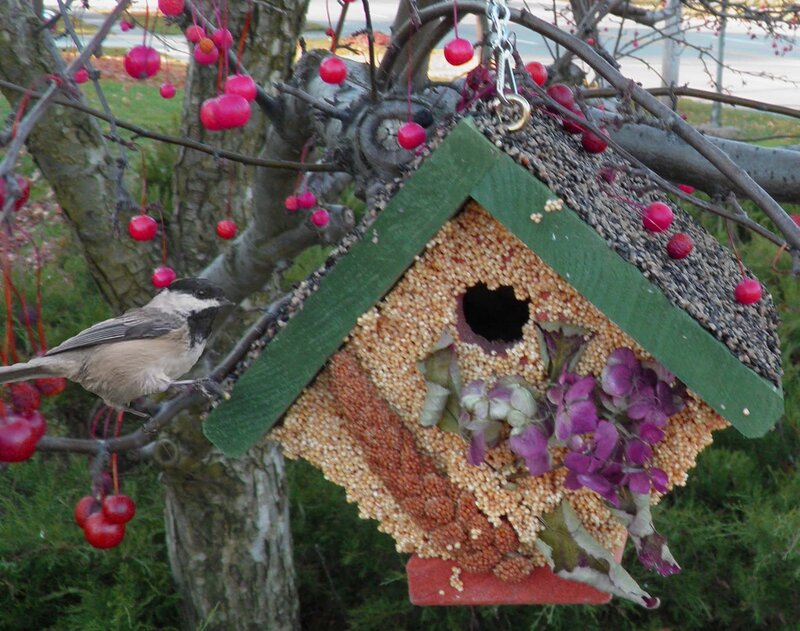 Chickadee on Bird Feeder — Green