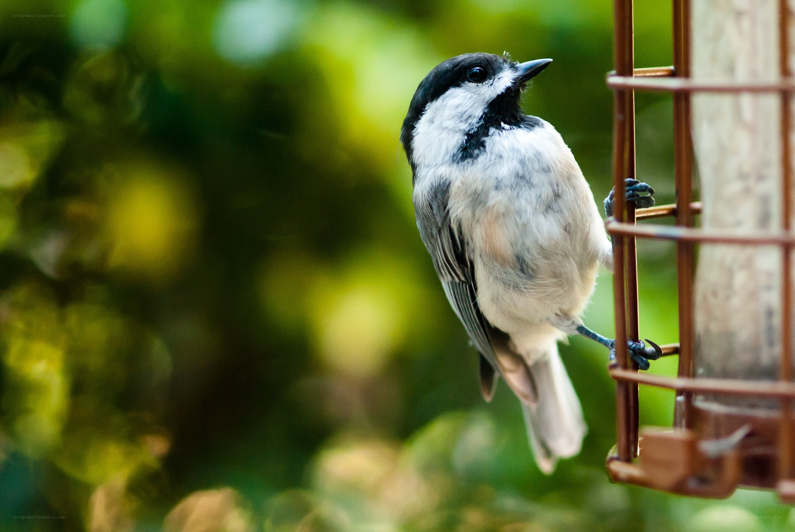 chickadee on bird feeder