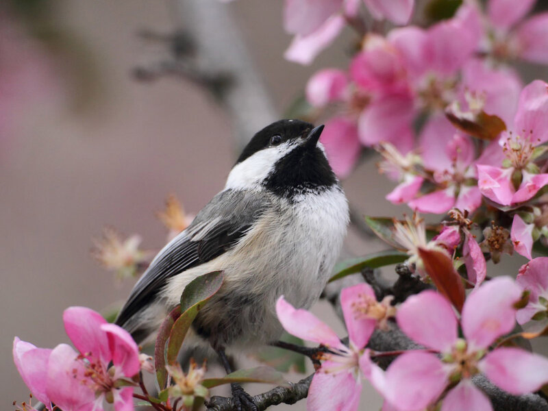 Chickadee on Blossoming Branch