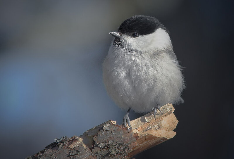 Chickadee on Branch — Black, Calm
