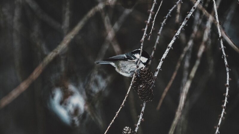 Chickadee on Branch — Black