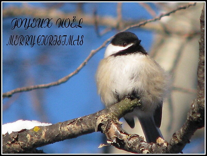 Chickadee on Branch — Blue