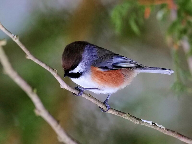 Chickadee on Branch — Brown, Calm, Photograph
