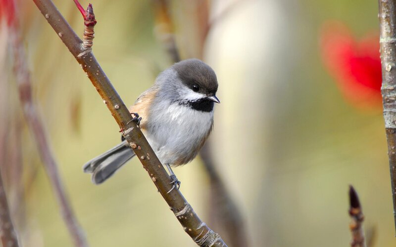 Chickadee on Branch — Brown, Calm, Spring