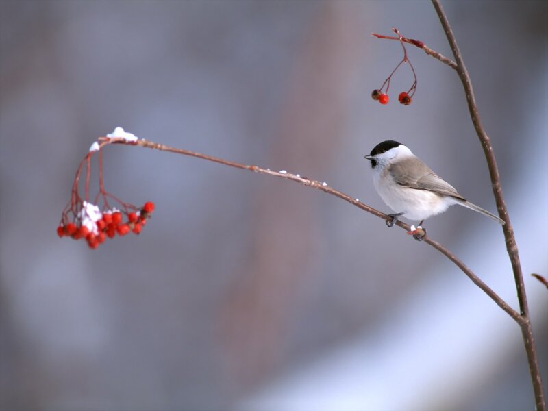 Chickadee on Branch — Brown, Calm, Winter