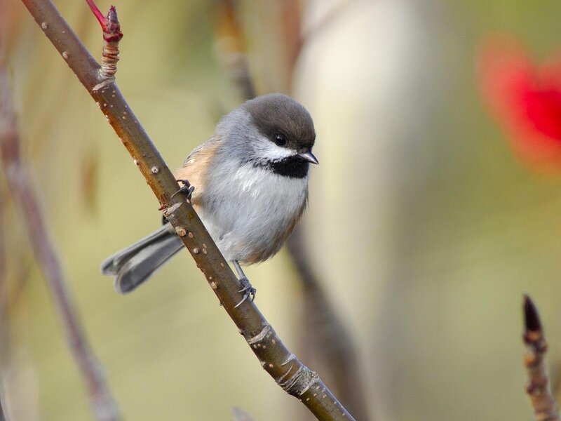 Chickadee on Branch — Brown