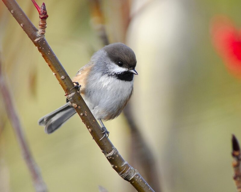 Chickadee on Branch — Gray, Calm, Spring