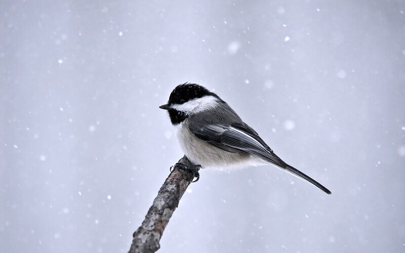 Chickadee on Branch — Gray, Cold