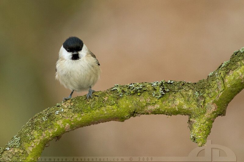 Chickadee on Branch — Green, Calm
