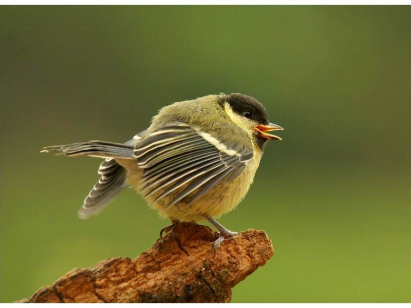 Chickadee on Branch — Green, Natural