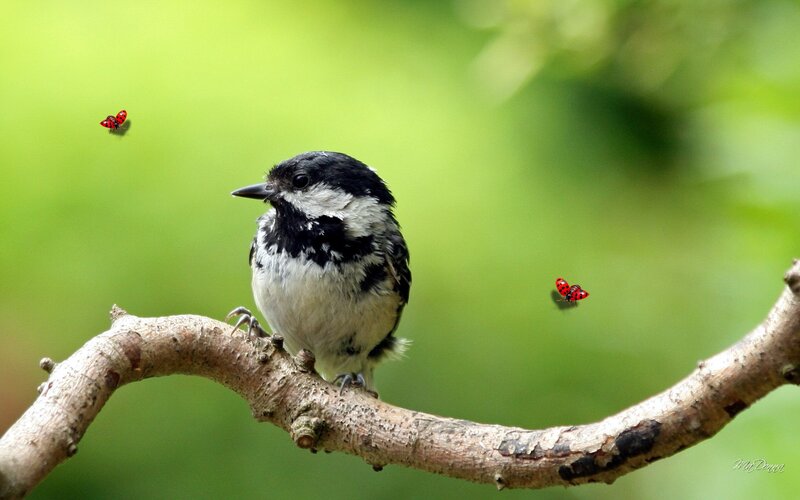 Chickadee on Branch — Green, Serene