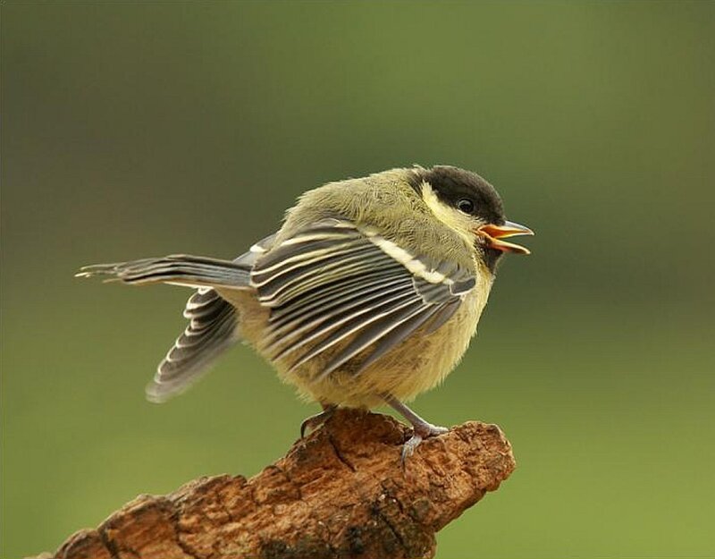 Chickadee on Branch — Green