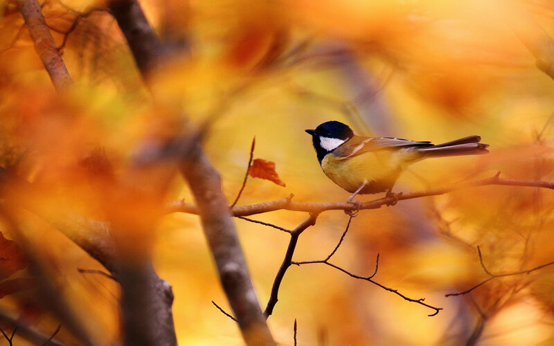 Chickadee on Branch — Orange