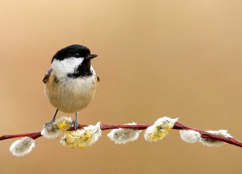 Chickadee on Branch
