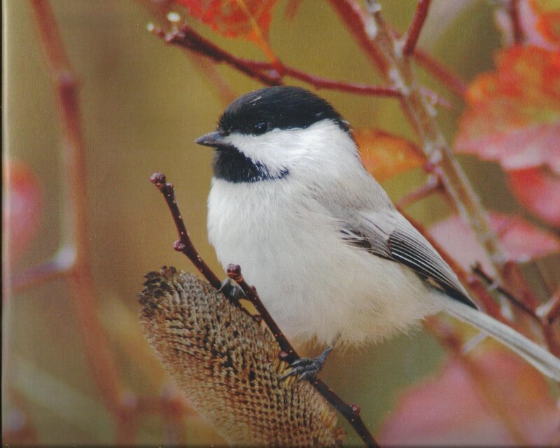 Chickadee on Branch — White, Calm