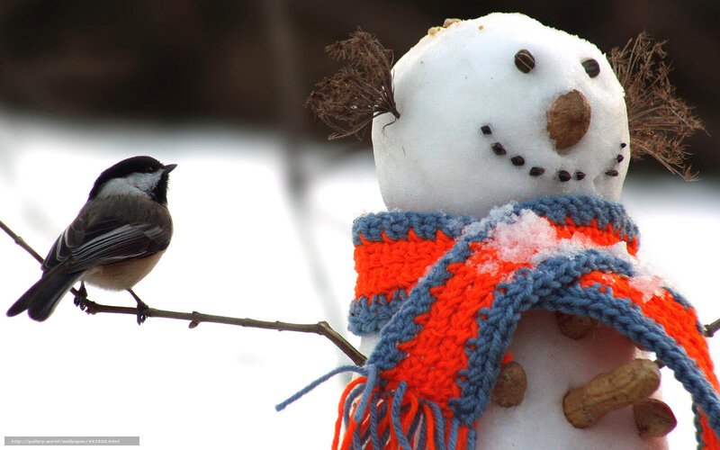 Chickadee on Branch — White, Calm, Winter