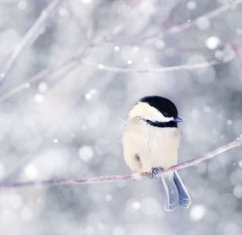 Chickadee on Branch — White