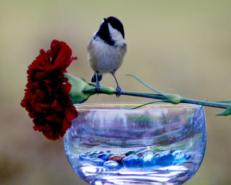 Chickadee on Carnation