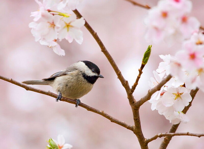 Chickadee on Cherry Branch — Pink
