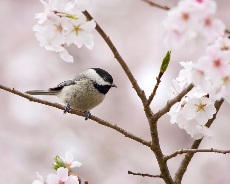 Chickadee on Cherry Branch