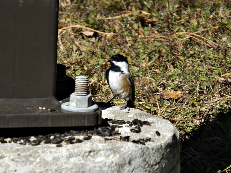 Chickadee on Concrete