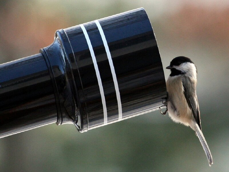 Chickadee on Feeder — Black