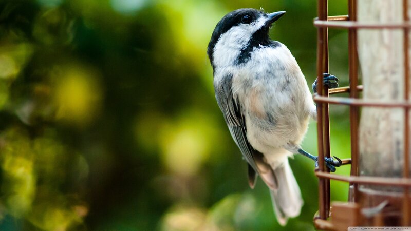 Chickadee on Feeder — Green