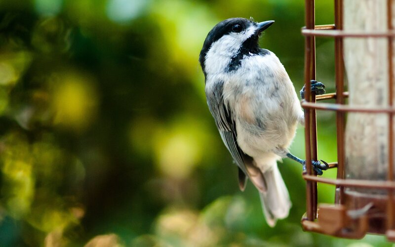 Chickadee on Feeder