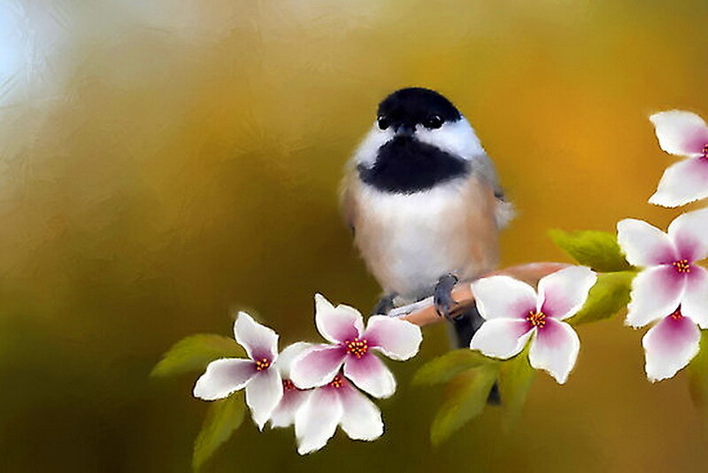 Chickadee on Flower Branch