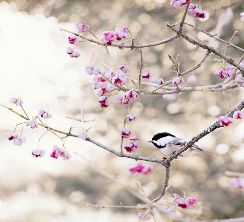 Chickadee on Flowering Branch — Pink