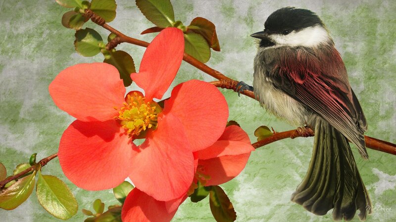Chickadee on Flowering Branch