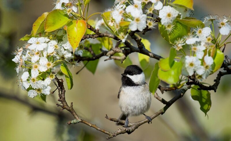 Chickadee on Flowering Branch — White
