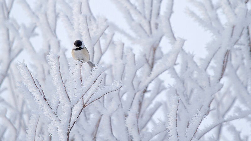 Chickadee on Frosty Branch