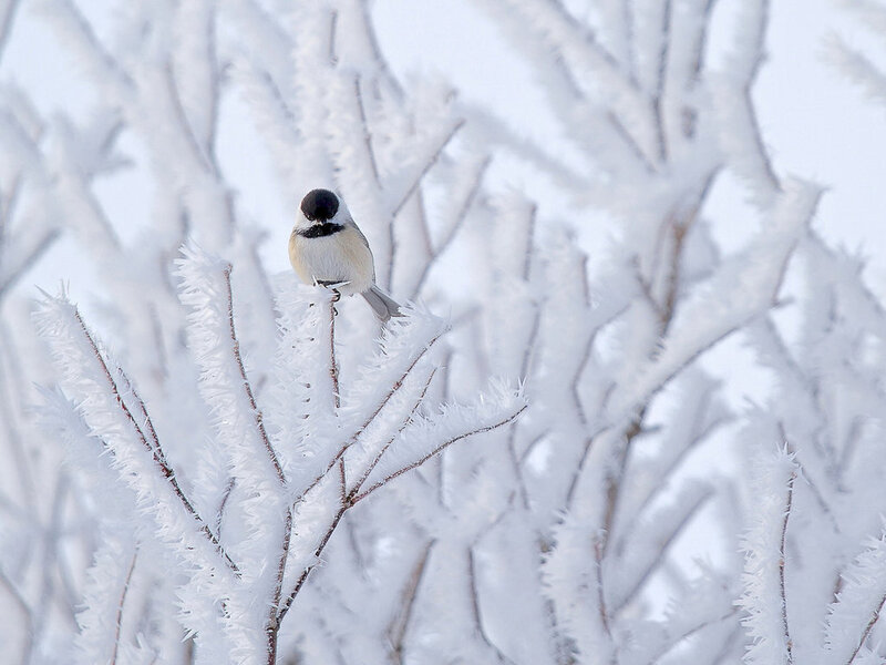 Chickadee on Frosty Branch — White